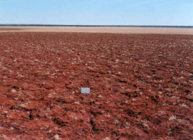 Photograph of a Mitchell grass alluvial plain pasture in poor condition