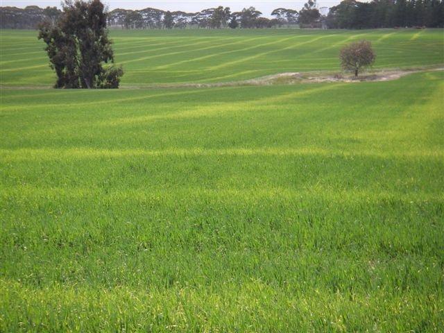 N deficiency on old stubble rows reflected as waves of yellow foliage in the crop