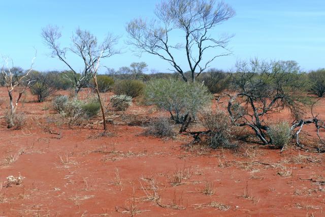Photograph of a sandplain acacia community in fair condition