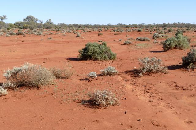 Photograph of a mixed chenopod shrub plain community in poor condition