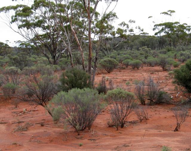 Photograph of a eucalypt-eremophila woodland community in poor condition