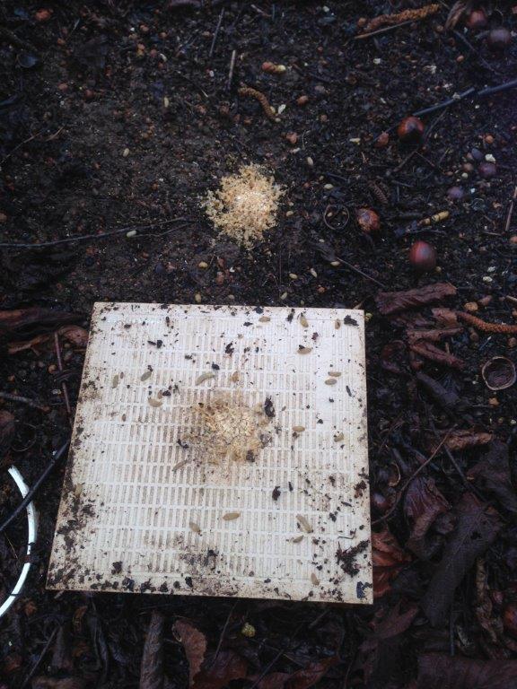 Upturned tile on orchard floor with insects present