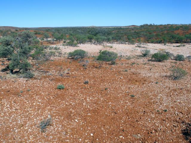 Photograph of a stony short grass forb community in fair condition