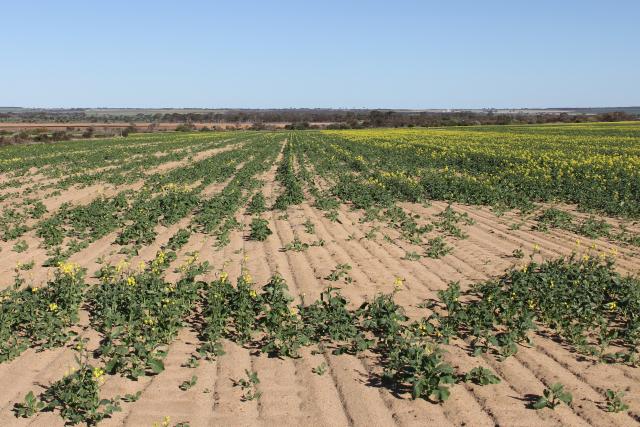 Photograph of a patchy canola crop that may lead to harvesting problems