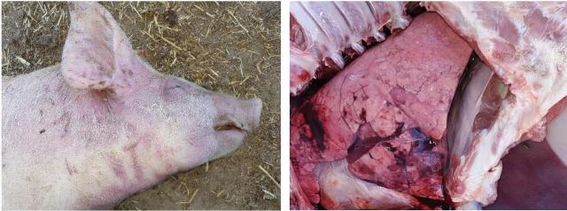 Pig disease signs