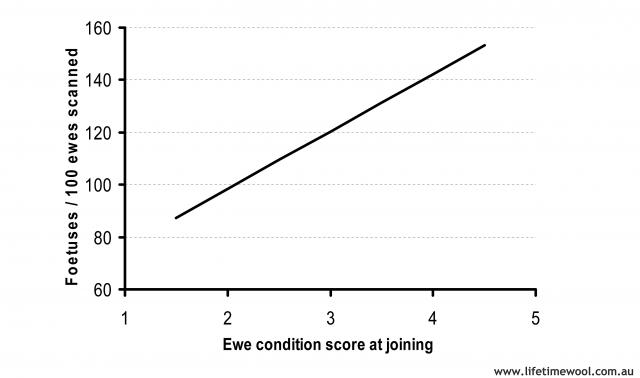 The number of foetuses per ewe joined increases with an increase in ewe condition score at joining by 20% per condition score.