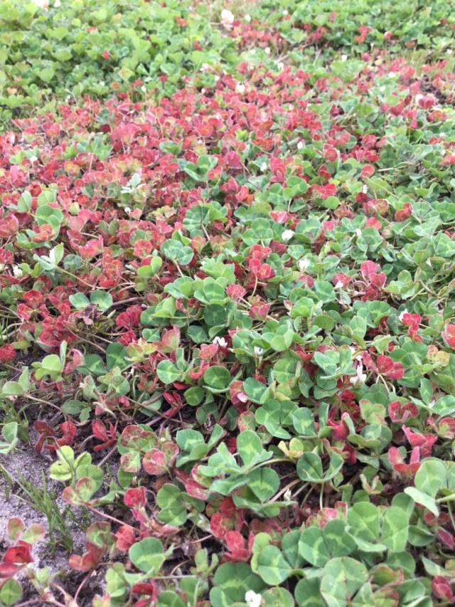 Figure 7. Sub clover exhibiting red leaf syndrome symptoms at Manypeaks in spring 2017