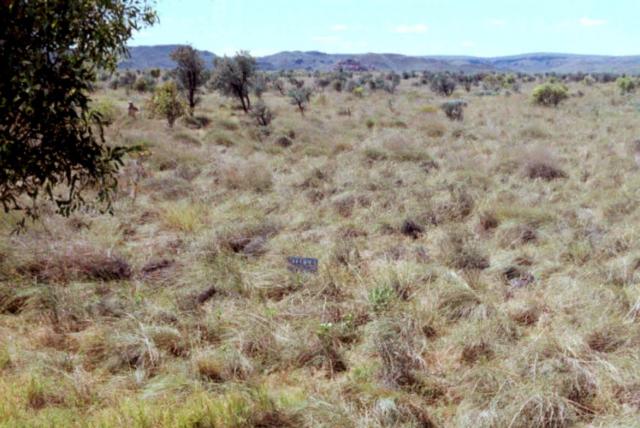 Photograph of ribbon grass pasture in good condition
