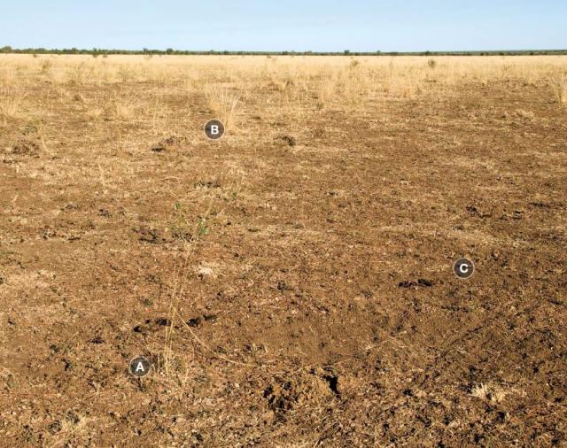 Photograph of ribbon grass alluvial plain pasture in poor condition
