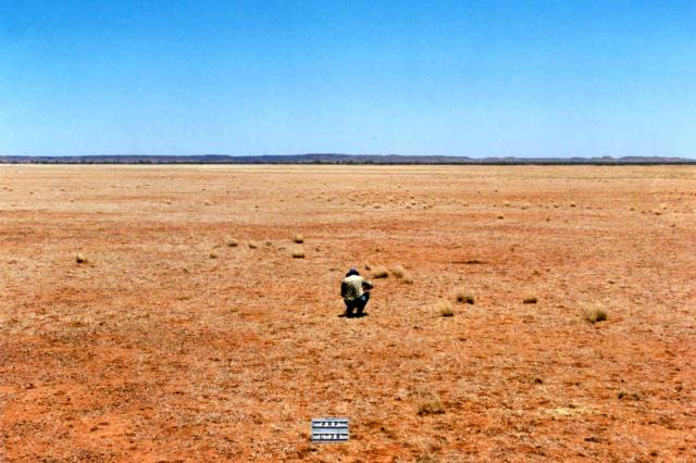 Photograph of Roebourne Plains grass pasture in poor condition