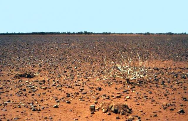 Photograph of Roebourne Plains grass pasture at the extreme end of poor condition