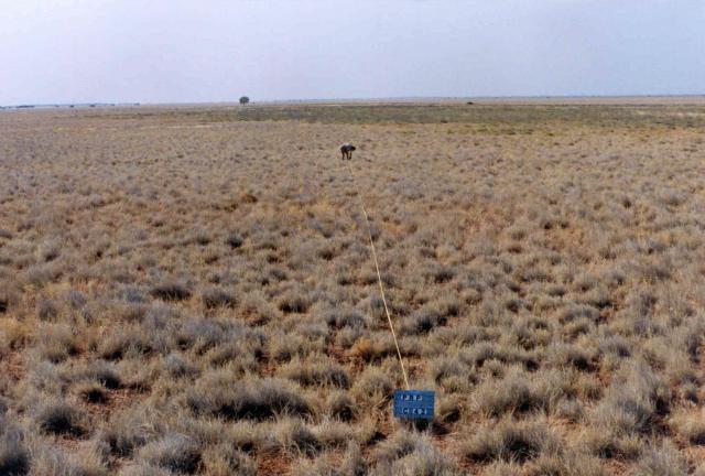 Photograph of Roebourne Plains grass pasture in good condition