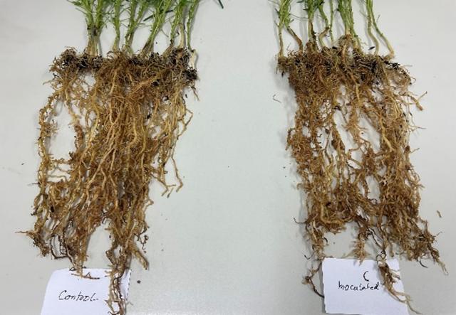 Roots Uninoculated (left) vs Inoculated with sclerotinia disease. Image: Zia Hoque, DPIRD.