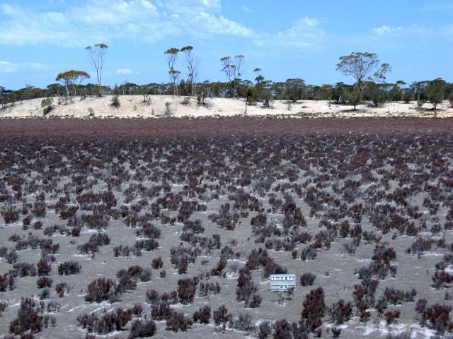photograph of a samphire community in good condition