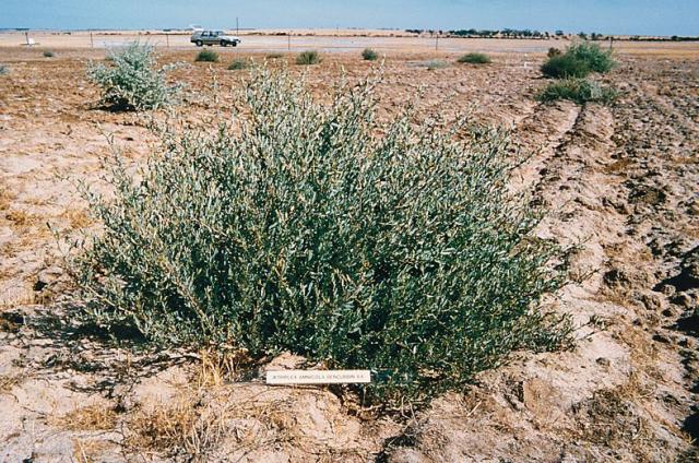 Photograph of 8 month old river saltbush plant with no grazing