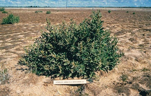 Photograph of 11 month old river saltbush plant 3 months after grazing