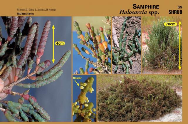 Photographs of samphire plant and components from SALTdeck