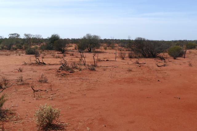 Photograph of a sandplain acacia community in poor condition