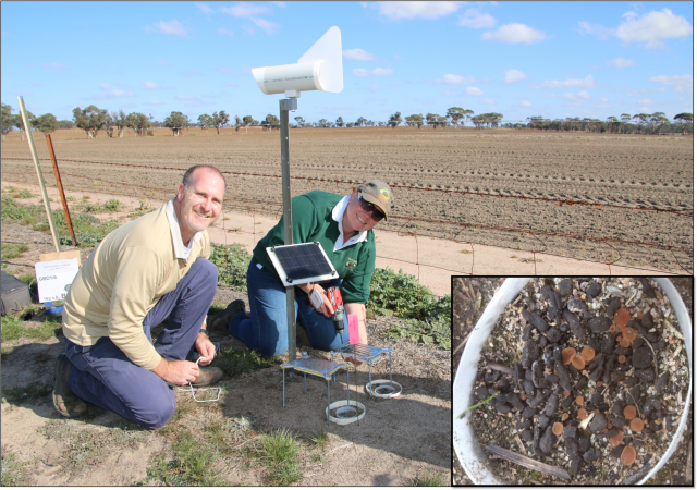 Figure 4. Christiaan Valentine, DPIRD and Chloe Turner, Facey Group setting up a remote imaging system at Wickepin for the early detection of sclerotinia in the field