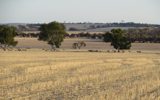 Sheep grazing wheat stubble on a typical mixed enterprise farm in the Wheatbelt, Western Australia.