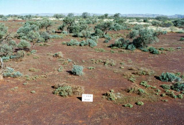 Photograph of snakewood chenopod pasture in fair condition
