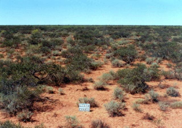 Photograph of snakewood chenopod pasture in good condition