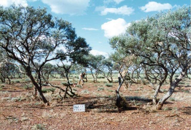 Photograph of snakewood chenopod pasture in poor condition