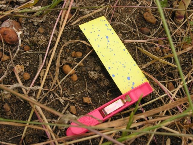 Snap card was used to monitor and measure the penetration of the canopy by the spray application. (Photo by Glen Riethmuller)