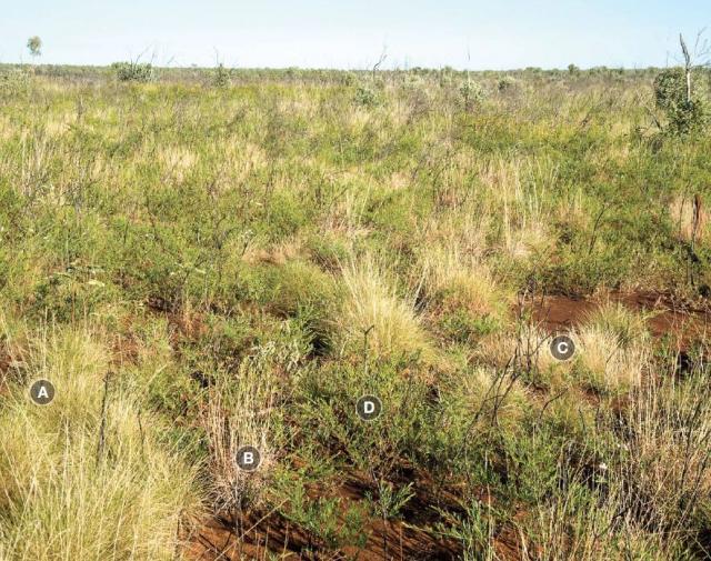 Photograph of soft spinifex pasture in fair condition