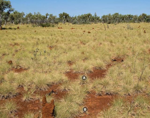 Photograph of soft spinifex pasture in good condition