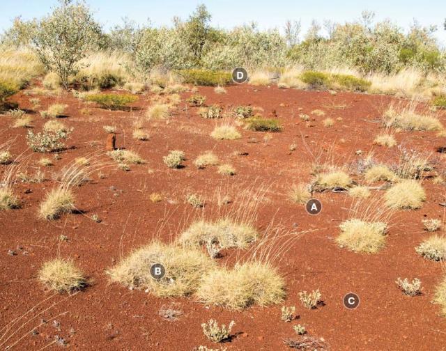 Photograph of soft spinifex pasture in poor condition