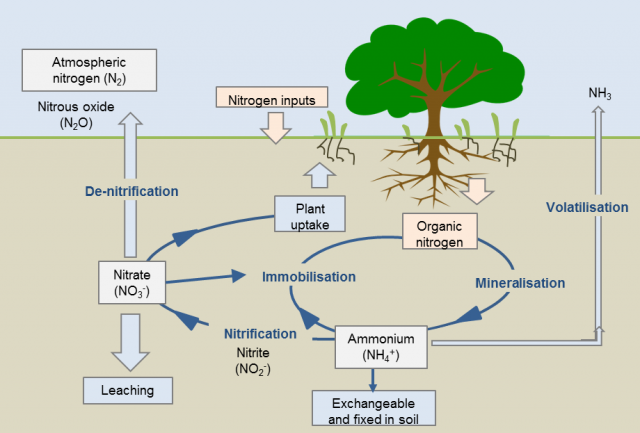 Soil nitrogen cycle showing how nitrogen is cycled through different forms in the soil