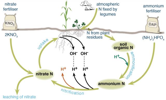Nitrogen cycle showing the impacts of different Nitrogen fertilisers on soil acidification