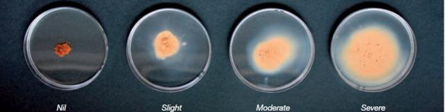 Four petri dishes of soil samples show nil dispersion through to severe
