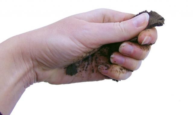 Photograph of a hand moulding the soil sample into a ribbon
