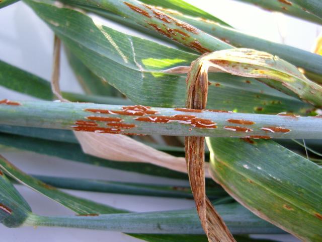 Stem rust appears as reddish-brown pustules on wheat stems and both sides of leaves. (©2019 DPIRD)
