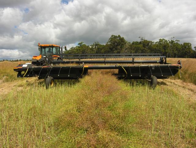 Swathing the trial at Katanning on 28/11/11 (photo from Glen Riethmuller)