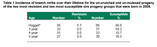 Table 1 Incidence of breech strike over their lifetime for the un-crutched and un-mulesed progeny of the two most resistant and two most susceptible sire progeny groups that were born in 2008.