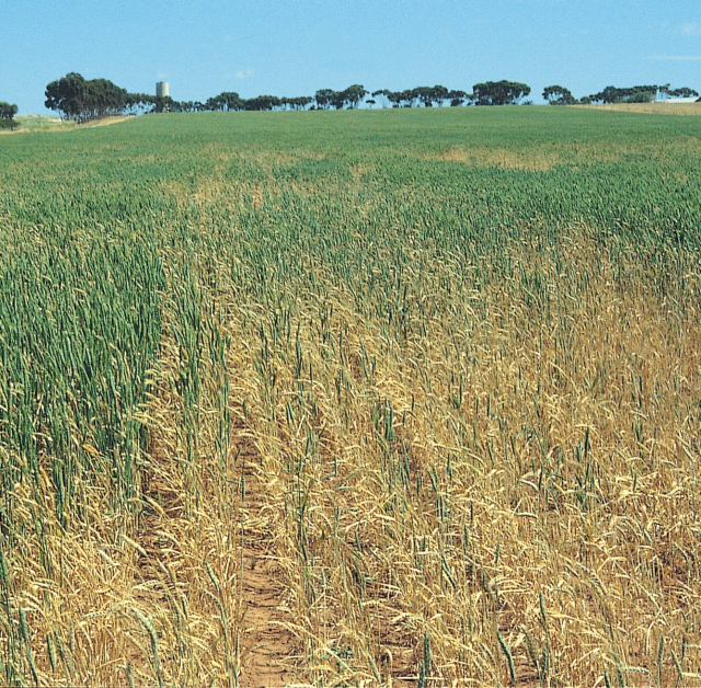 Figure 5. Take-all patches with irregular edges or white tillers and heads containig shrivelled or no grain (© 1996 Grains Research and Development Corporation)