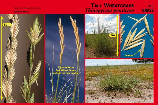 Photographs of tall wheatgrass plant and components from SALTdeck