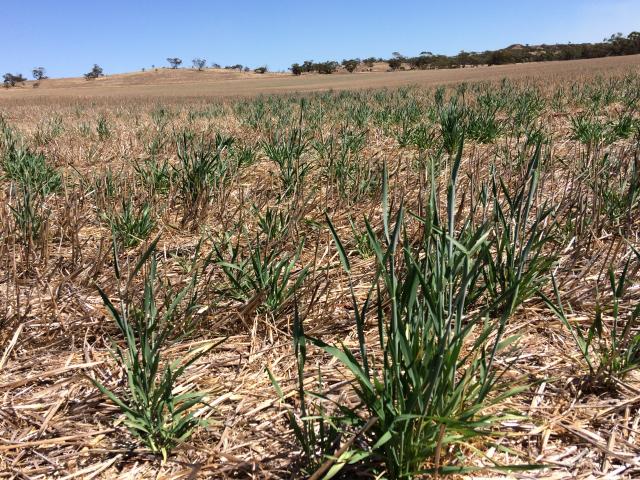 Photo showing wheat regrowth that can host diseases during autumn and increases the risk of early crop infection.