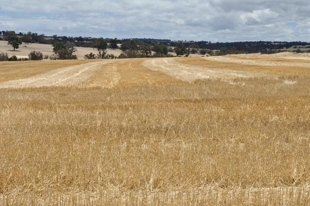 Photograph of cereal stubble left standing in the paddock
