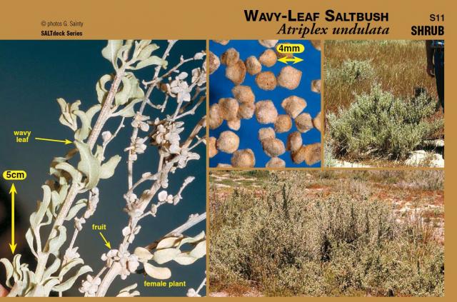 Photographs of wavy-leaf saltbush plant and components from SALTdeck