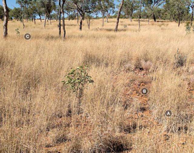 Photograph of white grass/bundle­-bundle pasture in good condition in the Kimberley