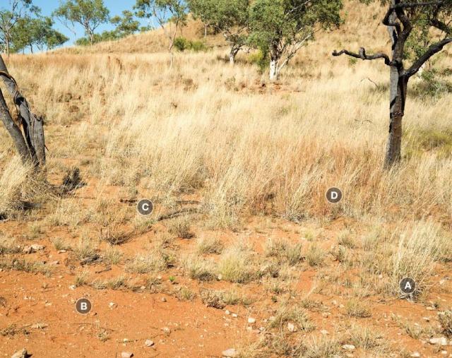 Photograph of white grass/bundle-­bundle pasture in poor condition in the Kimberley