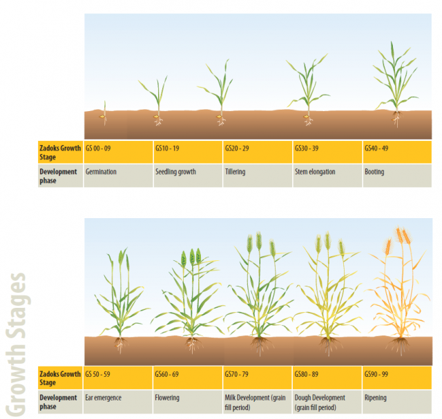 Zadoks cereal growth stages, which range from 0-99.