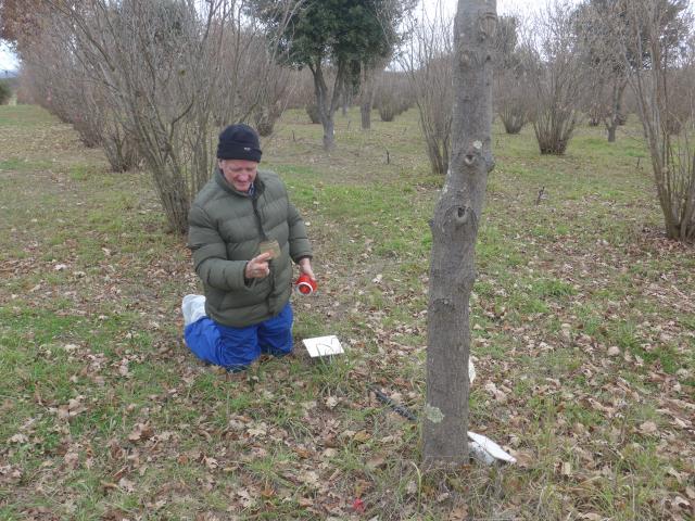 Man inspecting insect pitfall trap in truffle orchard