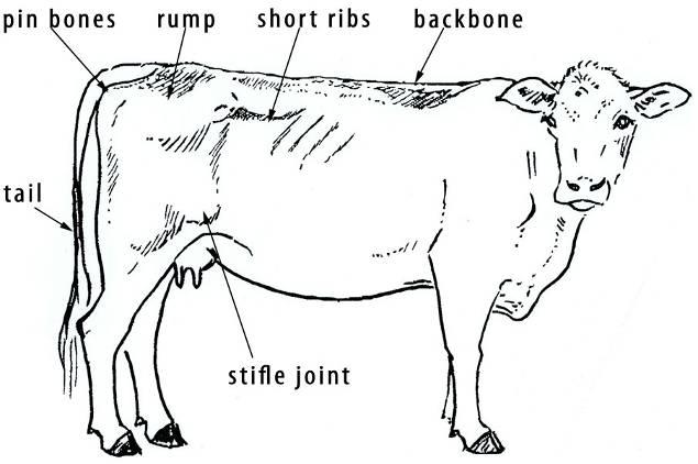 The diagram below shows the key sites such as back bone, rib cage and pin bones for assessing an animal’s condition