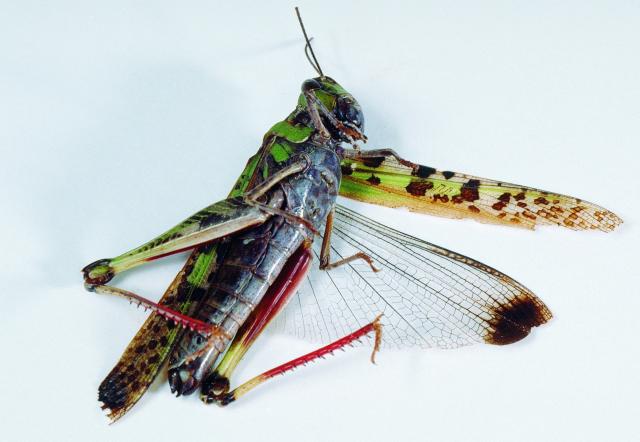 Adult Australian plague locust showing dark spot on wing and red tibia