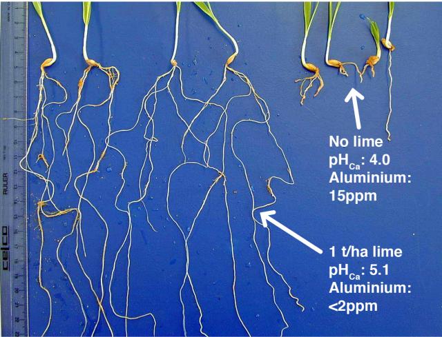 Barley seedlings grown in limed (left) and unlimed (right) acidic subsurface soil; there are no symptoms of aluminium toxicity in the limed treatment.